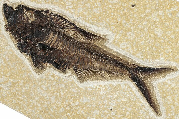 Detailed Fossil Fish (Diplomystus) - Wyoming #292527